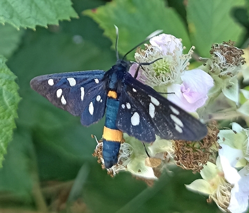 Nine-spotted Moth