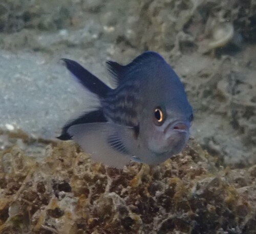 Mediterranean Damselfish