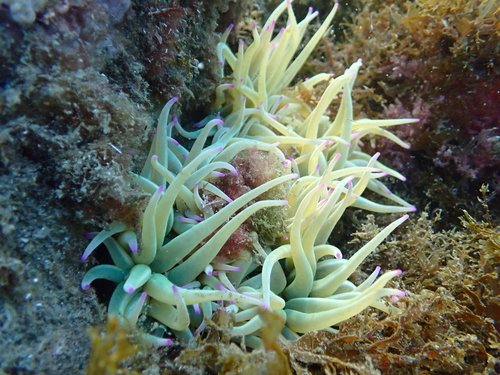 snakelocks anemone