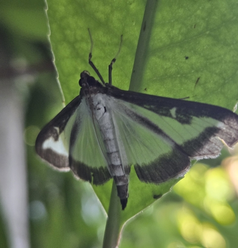 Box Tree Moth