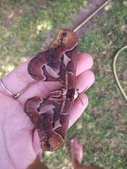 Rothschildia jacobaeae