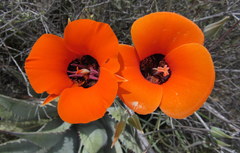 Calochortus kennedyi kennedyi