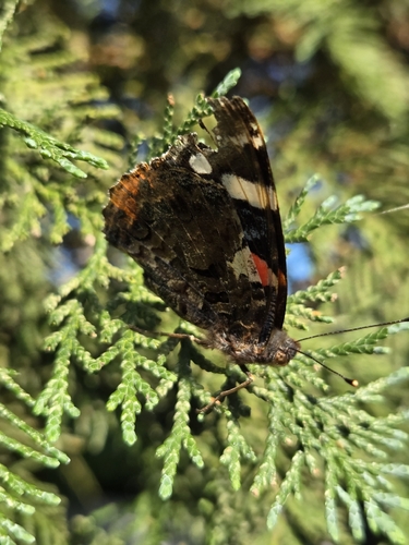 Red Admiral