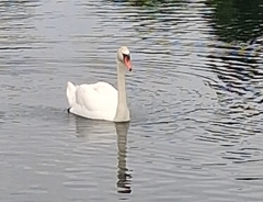 Mute Swan