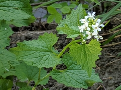 Alliaria petiolata