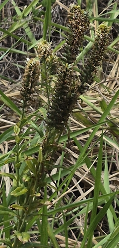 Coutoubea spicata