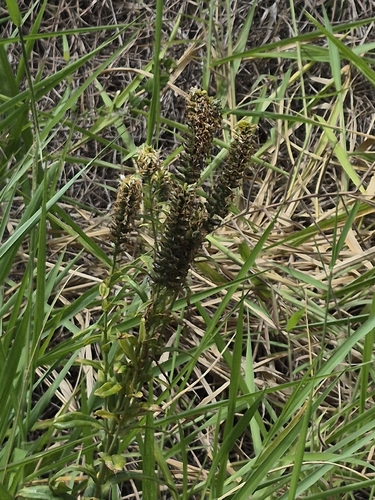 Coutoubea spicata, photograph 2