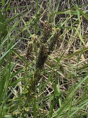 Coutoubea spicata, photograph author not stated, no rights reserved