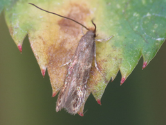 Oinophila v-flava