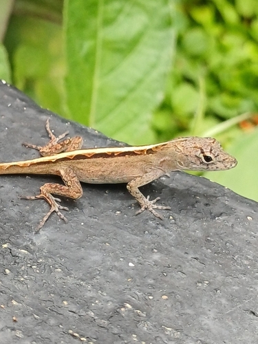 Brown Anole