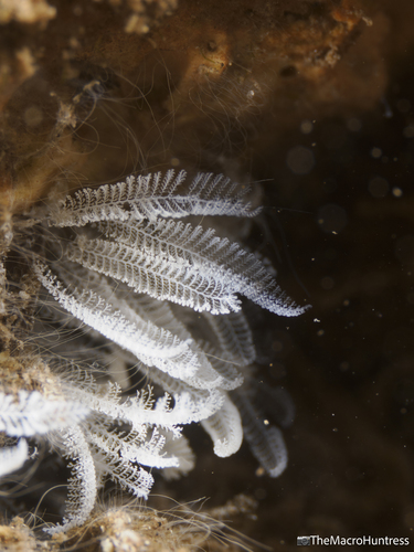 Zoothamnium niveum observed 2026-04-15