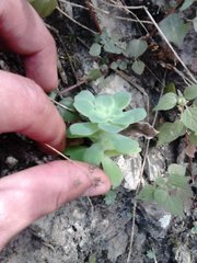Sedum palmeri