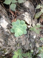 Sedum palmeri