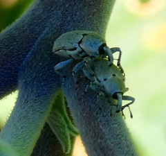 Trichobaris compacta