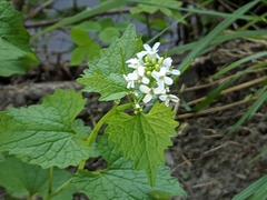 Alliaria petiolata