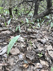 Erythronium albidum