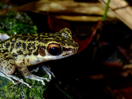 Culion Frog, Hylarana moellendorffi