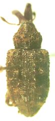 Heilipodus phrynodes