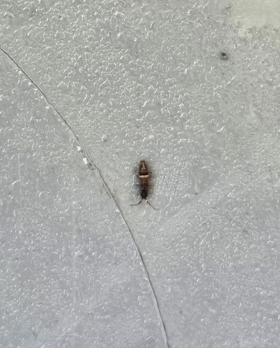 Belted Springtail