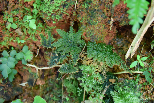 Abrodictyum obscurum observed 2026-06-23