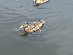Mallard