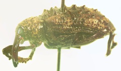 Heilipodus phrynodes