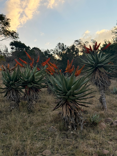 mountain aloe
