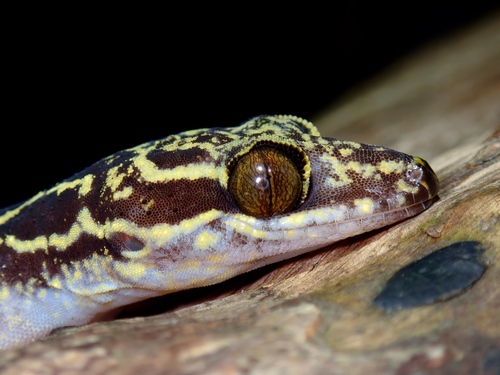 Palawan Bow-fingered Gecko, Cyrtodactylus redimiculus