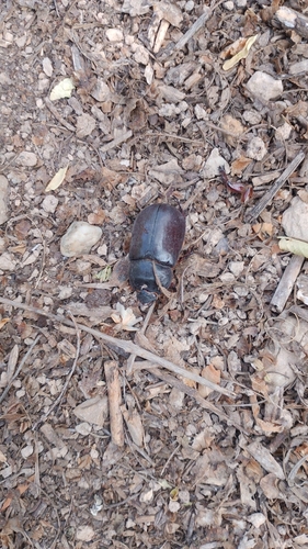 Iberian rhinoceros beetle