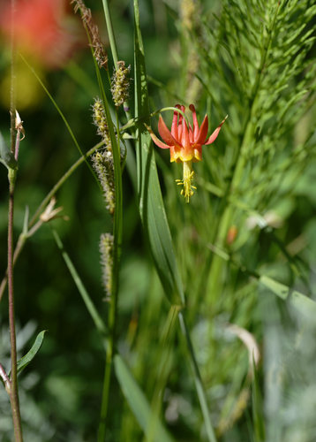 iNaturalist observation photo of western columbine