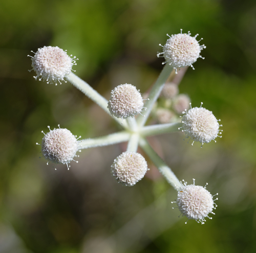iNaturalist observation photo of ranger buttons