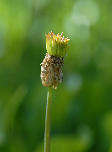 iNaturalist observation photo of white marsh marigold