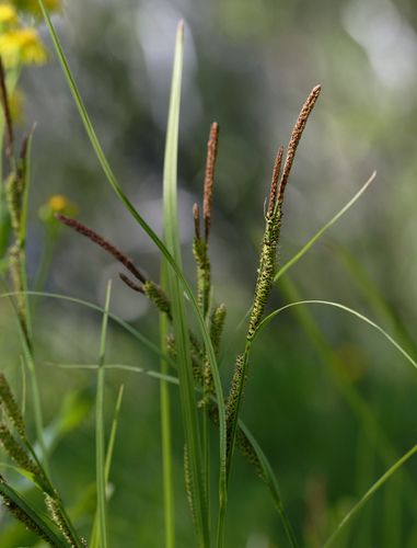 iNaturalist observation photo of true sedges