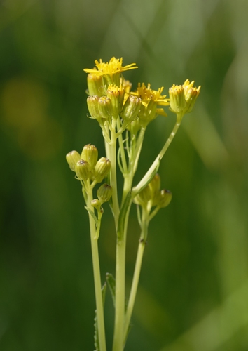 iNaturalist observation photo of groundsels