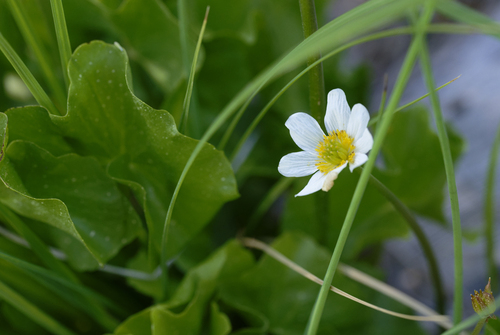 iNaturalist observation photo of white marsh marigold