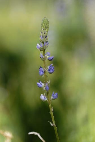 iNaturalist observation photo of Burke's Lupine