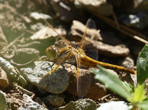 iNaturalist observation photo of Red-veined Meadowhawk
