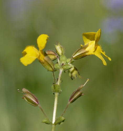 iNaturalist observation photo of seep monkeyflower