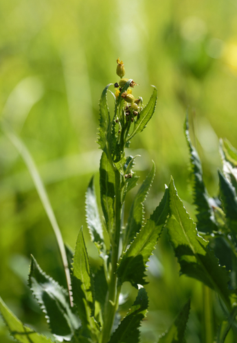 iNaturalist observation photo of Arrowleaf Senecio