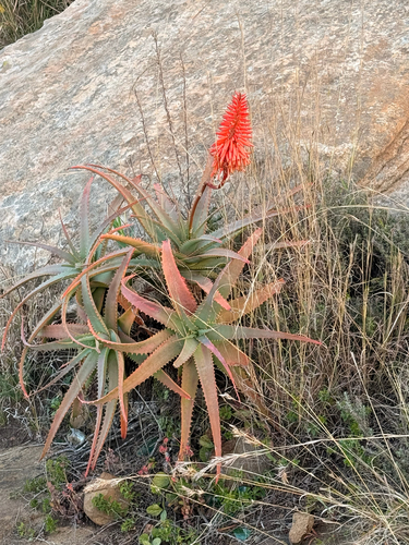 Candelabra Aloe