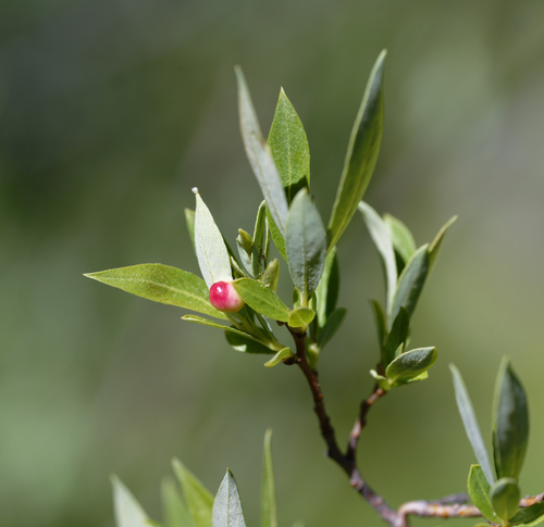 iNaturalist observation photo of Willow Apple Gall Sawfly