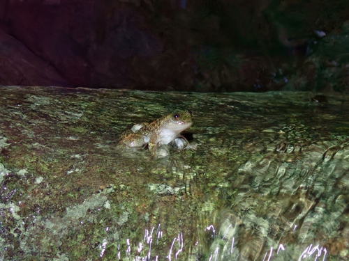Busuanga Jungle Toad, Barbourula busuangensis
