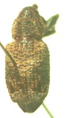 Heilipodus quadrinodosus