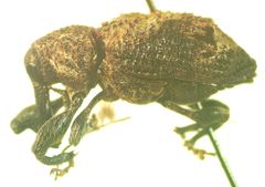 Heilipodus quadrinodosus