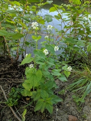 Alliaria petiolata
