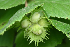 common hazel