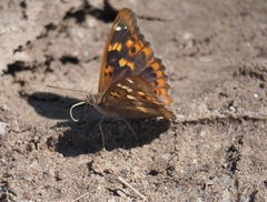 Lesser Purple Emperor