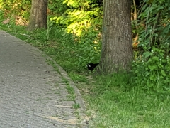 Gallinula chloropus