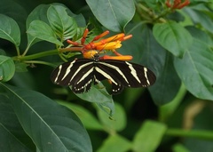 Heliconius charithonia