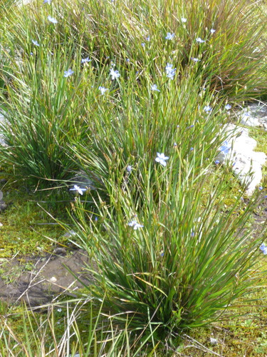 Image of Orthrosanthus multiflorus by (c) Howard Williams, some rights reserved (CC BY-SA)